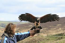Hawk walks in Devon