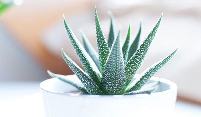 Aloe vera