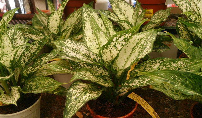 Chinese Evergreen