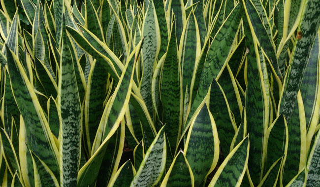 Snake plant