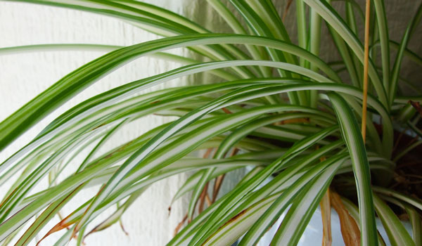 Spider plant