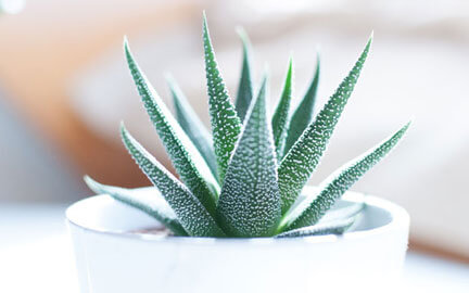 The Best Small Bathroom Plant Decor Options